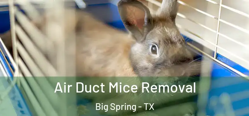 Air Duct Mice Removal Big Spring - TX